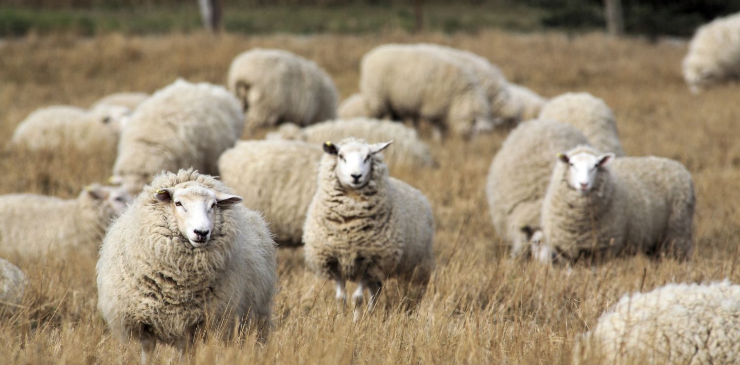 Sheep's wool, a natural product with style and endurance